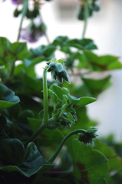 ... geranium buds, close up