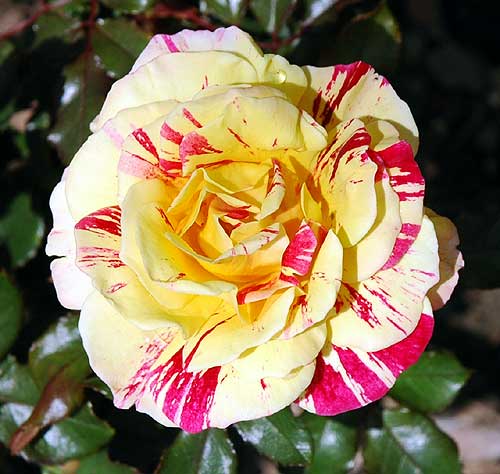 Bloom in the rose garden, Beverly Gardens Park, Santa Monica Boulevard at Maple Drive, Beverly Hills, California