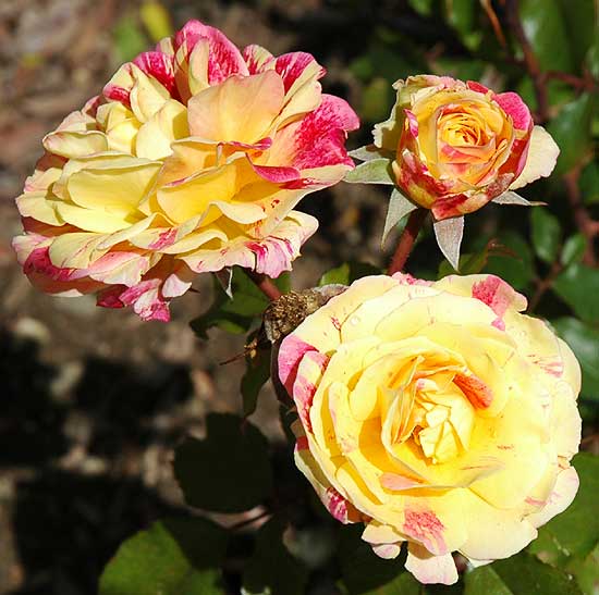 Blooms in the rose garden, Beverly Gardens Park, Santa Monica Boulevard at Maple Drive, Beverly Hills, California