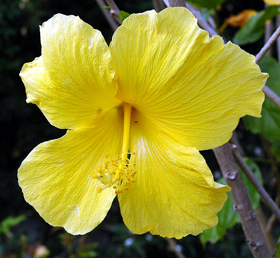 Hibiscus at the curb, Foothill and Lomitas, Beverly Hills