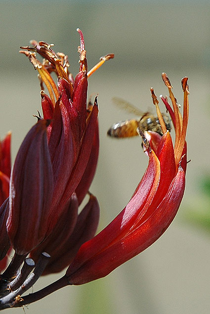 Bee pollinating flower, Overland Avenue, Culver City, CA