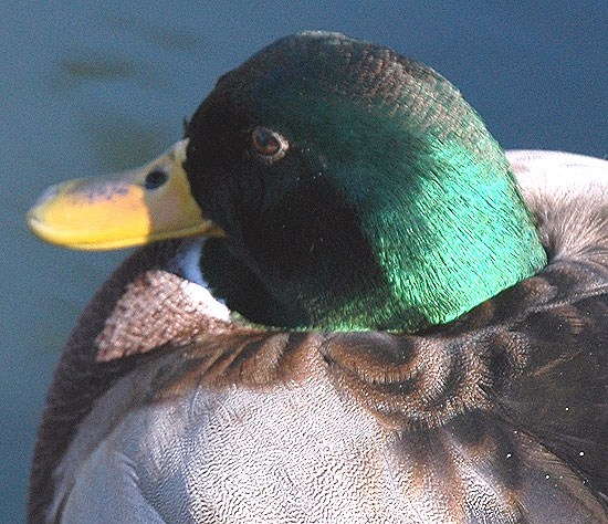 Duck resting in the sun, Will Rodgers Memorial Park, Beverly Hills