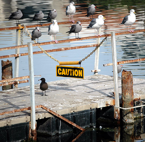 Common gulls and a caution sign at the Playa del Rey lagoon