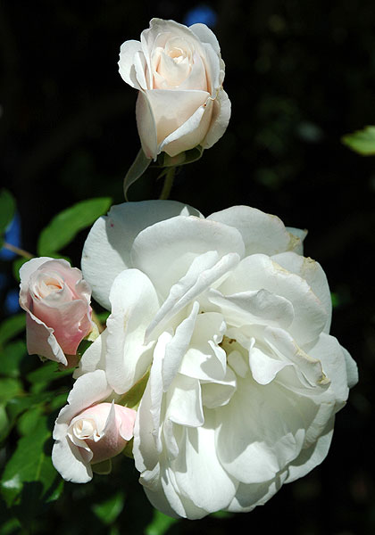 White roses, close-up