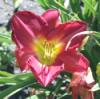 Beach Botanicals