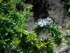 Beach Botanicals