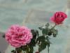 In the gardens - aromatic antique roses -