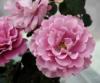 In the gardens - aromatic antique roses -