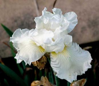 And iris -