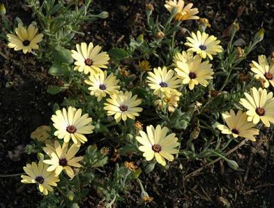 And daisies -