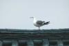 Birds on the roof - 