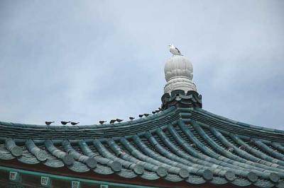 Birds on the roof - 