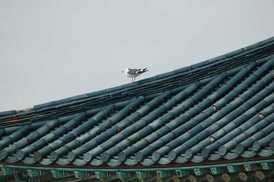 Birds on the roof - 