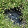 What bubbles up at the tar pits -