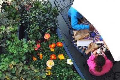 Tourist Lunch (with California poppies) -