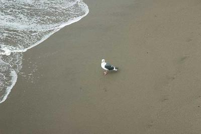 A real gull -