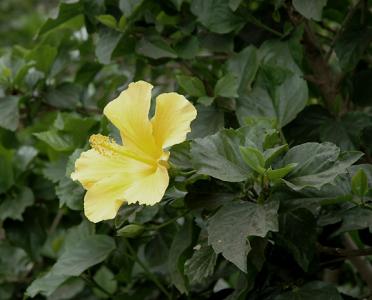 In the gardens, yellow hibiscus ...