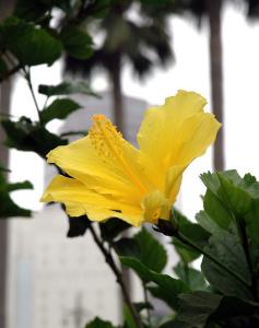 In the gardens, yellow hibiscus ...