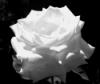 A white rose..