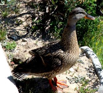 Local duck, posing...