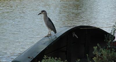 Bird on boat...
