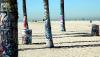 On the way to the waves, the tagged palms (city approved) -