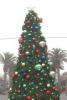 Down in Hermosa Beach they've got this tree -