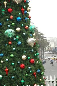 Down in Hermosa Beach they've got this tree -
