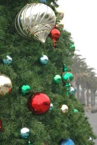 Down in Hermosa Beach they've got this tree -