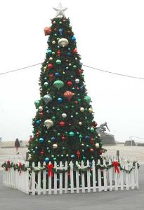 Down in Hermosa Beach they've got this tree -