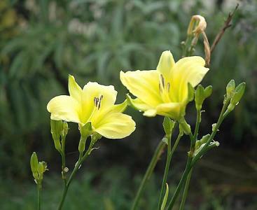 In bloom at Christmas in Manhattan Beach -