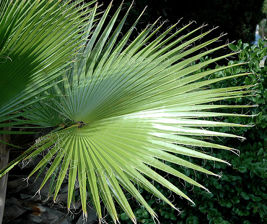 Fan palm frond