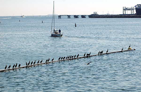 Shore Birds, Long Beach Harbor, 23 February 2006