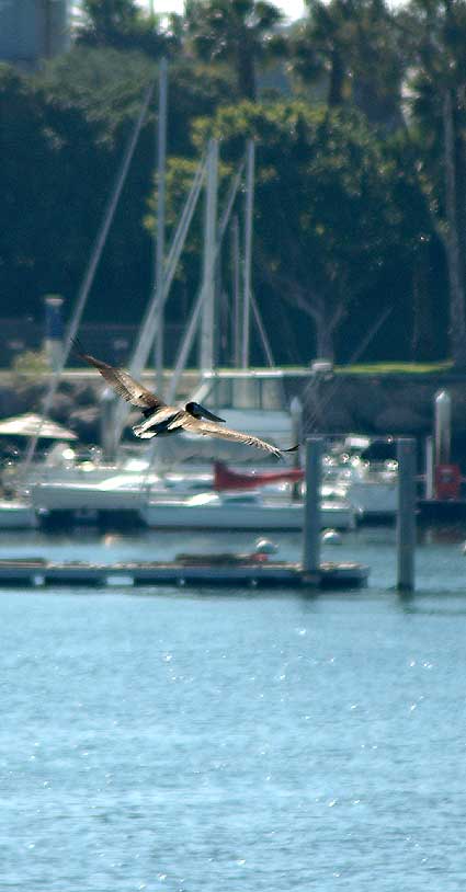 California Brown Pelican in Flight, Long Beach Harbor, 23 February 2006