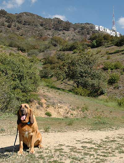 Sherlock, the Hollywood bloodhound, at the Hollywood sign, March 2, 2006