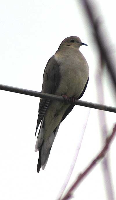 Ring-Tail Dove, Hollywood California, Monday, March 6, 2006, in light mid-afternoon rain