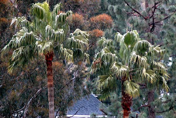 Palm Trees, Hollywood California, Monday, March 6, 2006, in light mid-afternoon rain