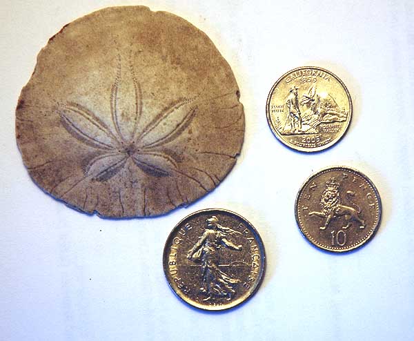 Sand dollar, and coins from the US, the UK and France.