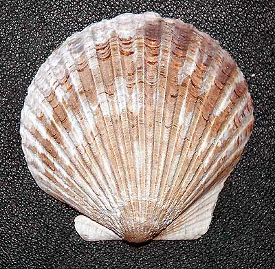 Close-up of basic seashell...
