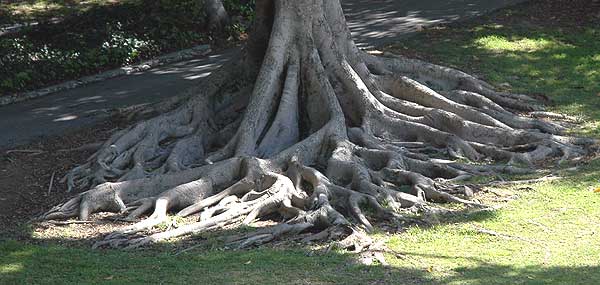 Magnolia grandiflora, root structure, photo Thursday, March 16, 2006