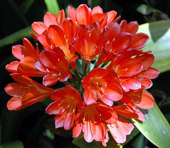 Specimen in the Mildred E. Mathias Botanical Garden, UCLA campus, Westwood, California