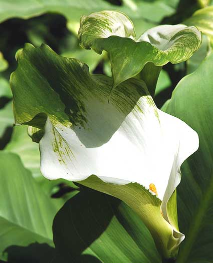 South African calla lily, Mildred E. Mathias Botanical Garden, UCLA campus, Westwood, California