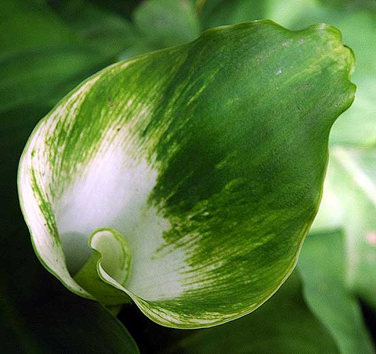 South African calla lily, Mildred E. Mathias Botanical Garden, UCLA campus, Westwood, California