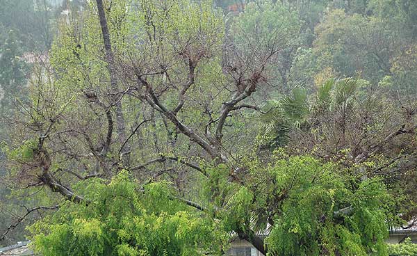 Rain in Los Angeles, Tuesday, March 28, 2006, Laurel Avenue, Hollywood