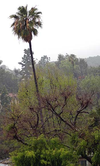 Rain in Los Angeles, Tuesday, March 28, 2006, Laurel Avenue, Hollywood
