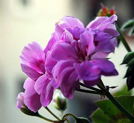 Common geraniums, close up