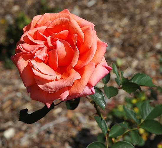 Bloom in the rose garden, Beverly Gardens Park, Santa Monica Boulevard at Maple Drive, Beverly Hills, California