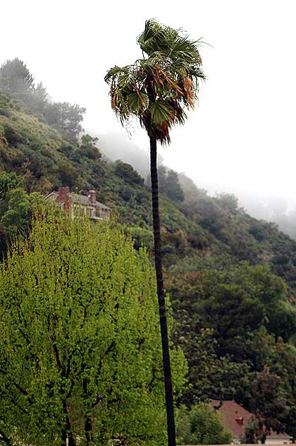 Palm Tree in the fog and rain, Laurel Canyon, Hollywood side, Tuesday, April 4, 2006