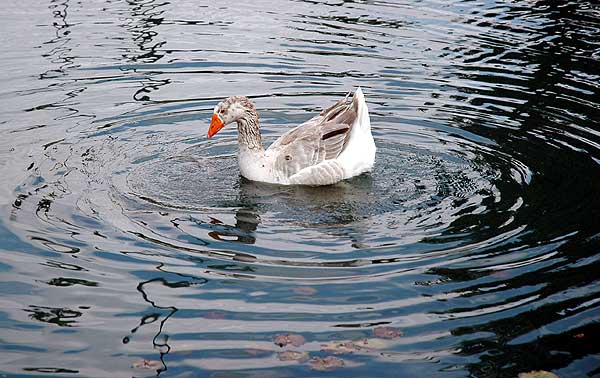 Goose in lake, Hollywood Forever Memorial Park