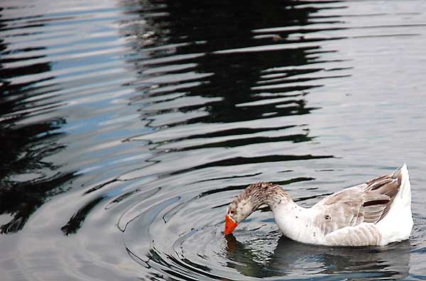 Goose in lake, Hollywood Forever Memorial Park